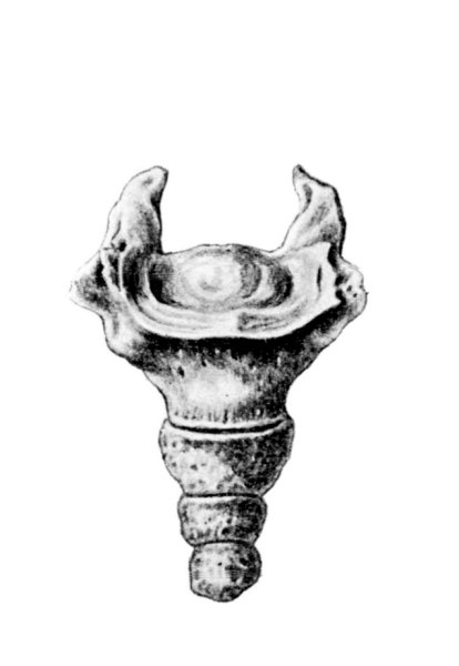 Копчик анатомия человека