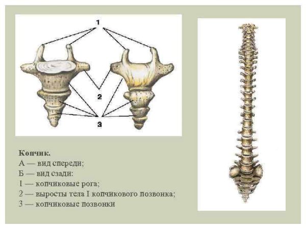 Копчик позвонок строение