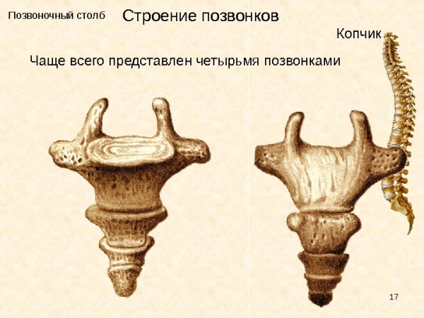 Копчик позвонки анатомия