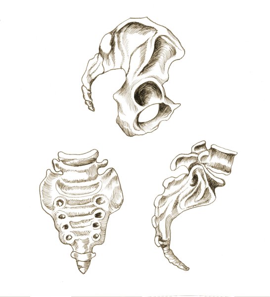 Копчик зарисовка