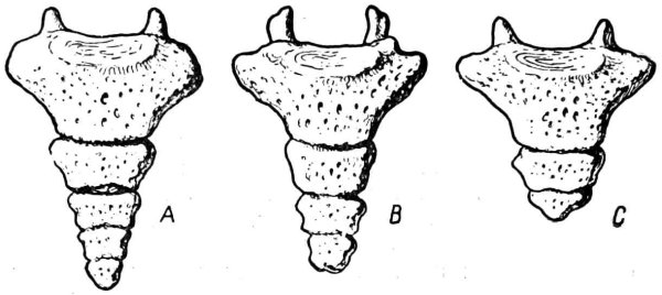 Копчик анатомия Федюкович