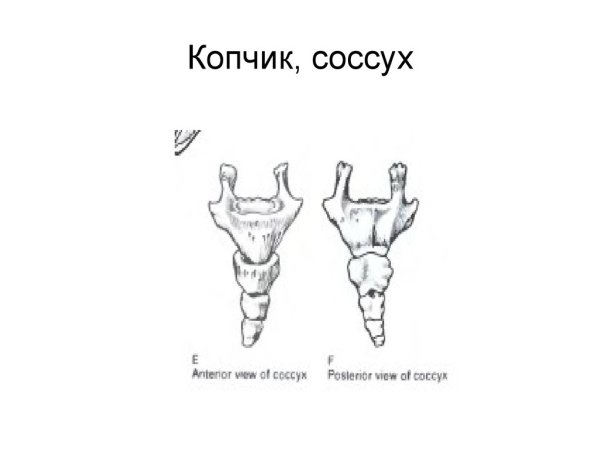 Копчик позвонки анатомия