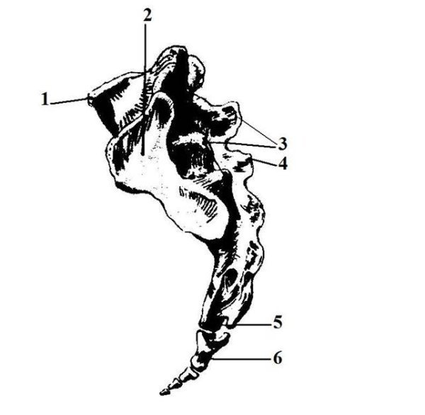 Копчик полицейский