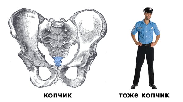 Крестцовый гребень