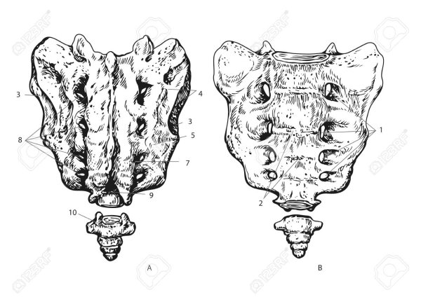 Строение 1 копчикового позвонка