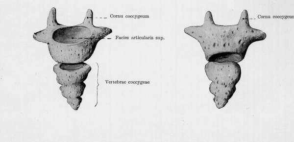 Копчик анатомия первый копчиковый позвонок