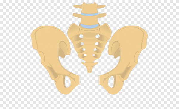 Перелом копчика кокцигодиния