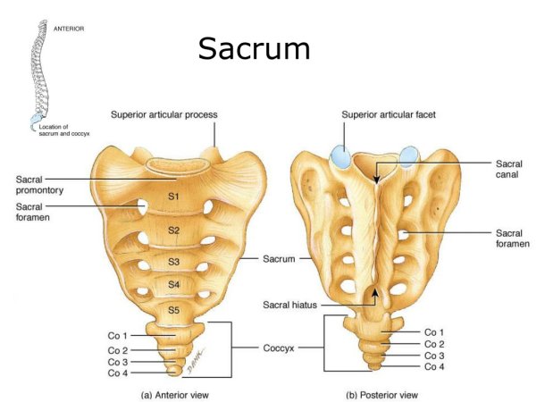 Анатомия крестцово копчикового отдела