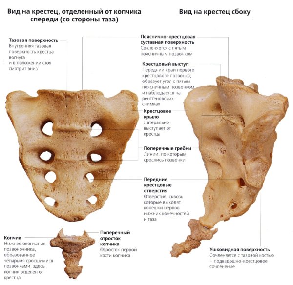 Копчик анатомия человека