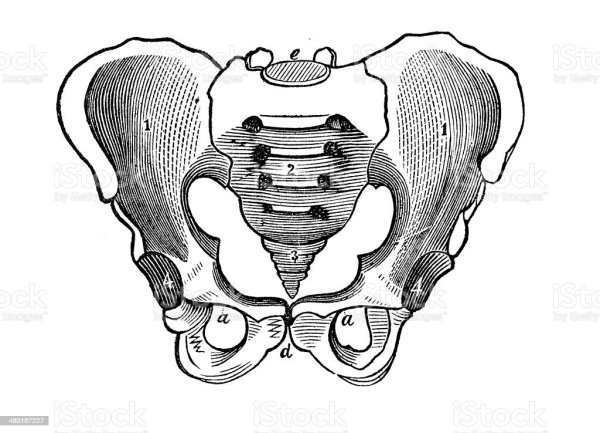 Сакральная (каудальная) анестезия