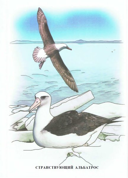 Альбатрос в Антарктике