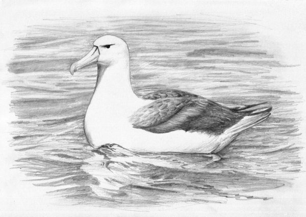 Буревестник рисунок