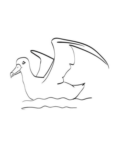 Альбатрос трафарет