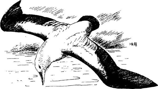 Альбатрос Графика