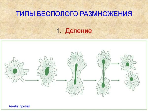Бесполое размножение растений деление