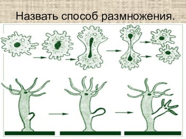 Половое размножение инфузории туфельки