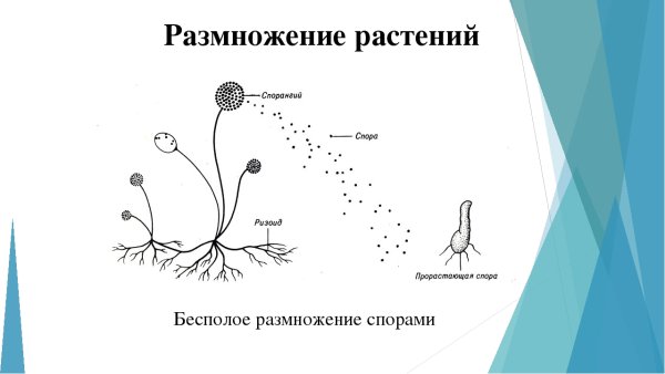 Формы бесполого размножения почкование