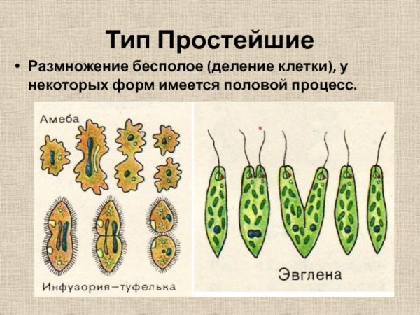 Схема бесполого размножения деление