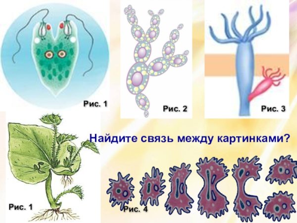 Формы бесполого размножения у животных