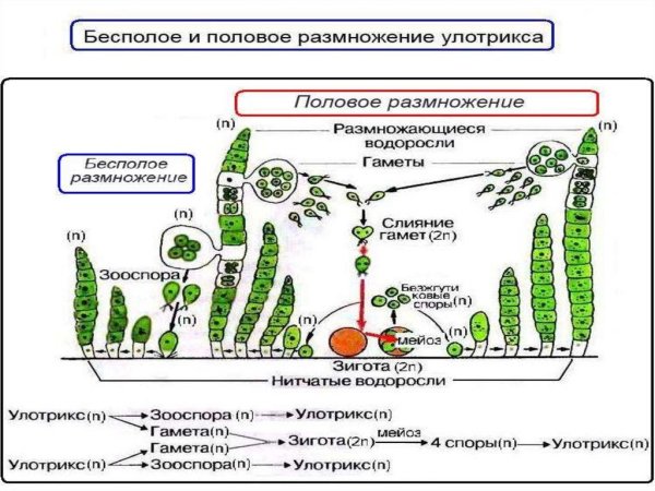 Бесполое размножение одноклеточных животных