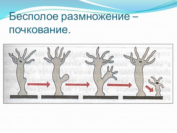 Схема бесполого размножения 6 класс