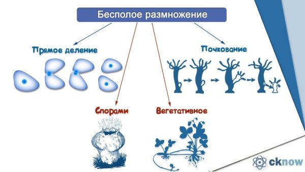 Размножение водорослей 7 класс биология