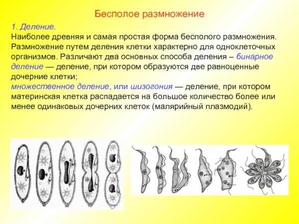 Безполовое размножение растений