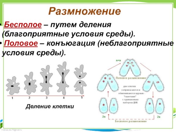 Размножение организмов бесполое размножение