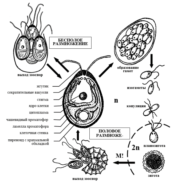 Схема бесполого размножения растений