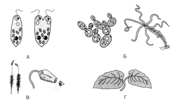 Бесполое размножение водорослей схема