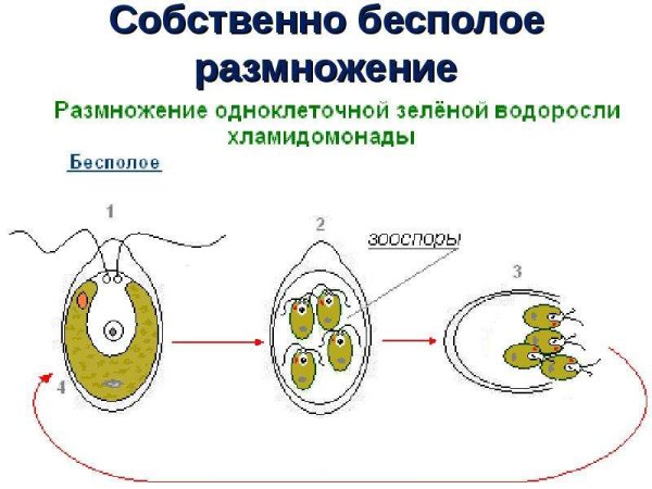 Бесполое размножение вегетативное