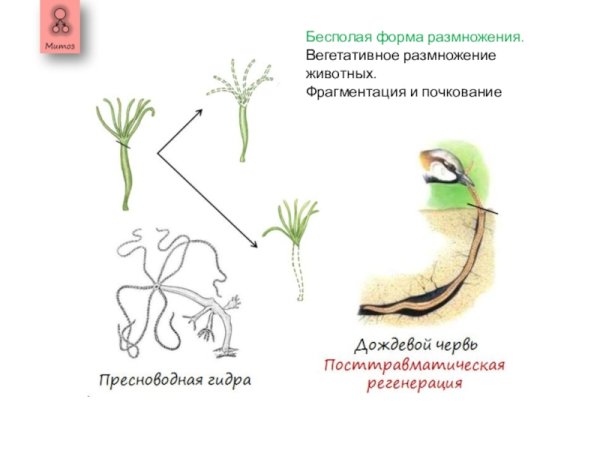Циклы развития одноклеточных организмов рисунок