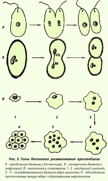 Бесполое размножение гидры