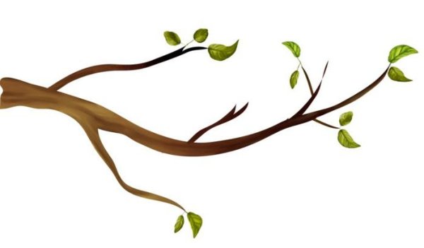 Ветка дерева на прозрачном фоне