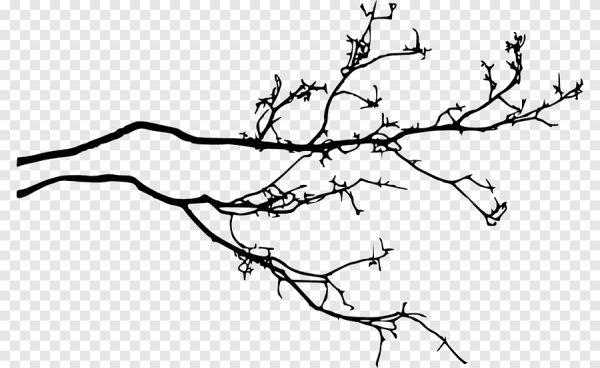 Ветка дерева