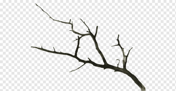 Ветка без листьев