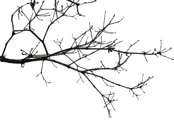 Голые ветки