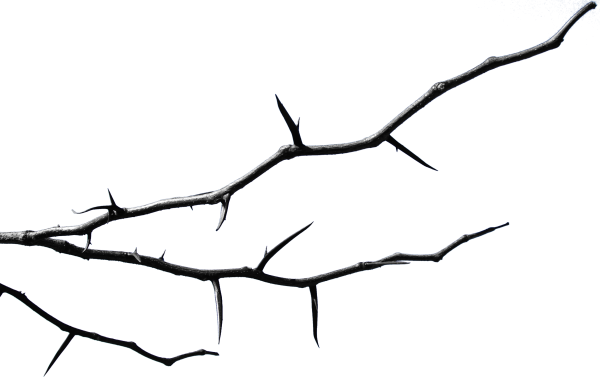 Голые ветки