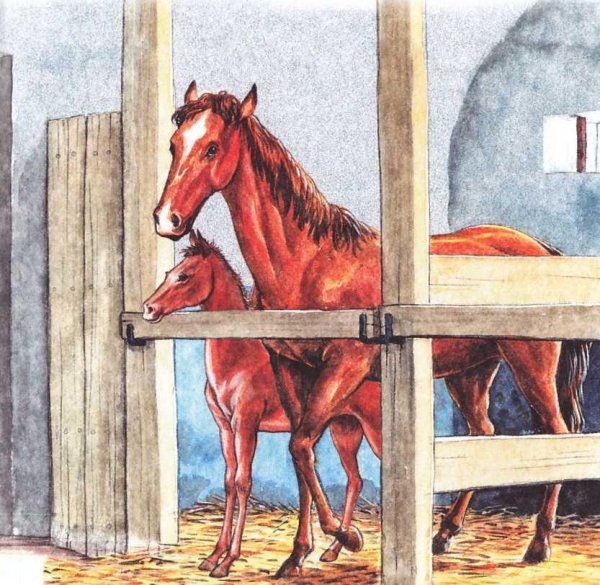 Лошадь живет в конюшне