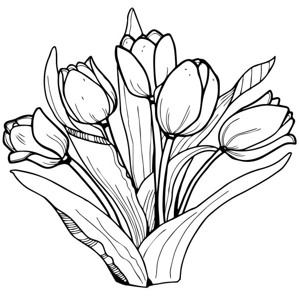 Раскраска цветы тюльпаны