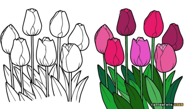 Тюльпан раскраска
