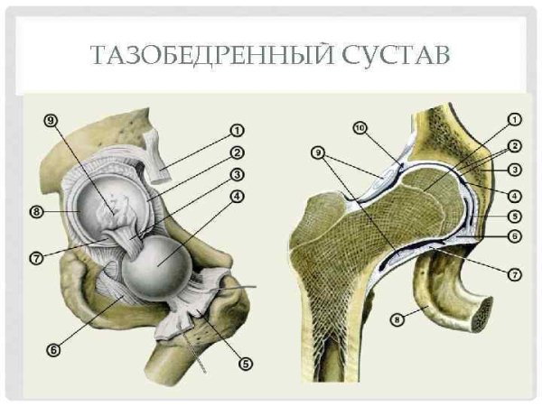 Тазобедренный сустав правый вид спереди