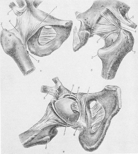 Тазобедренный сустав анатомия