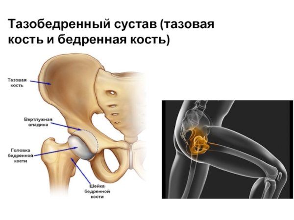 Строение бедра тазобедренный сустав