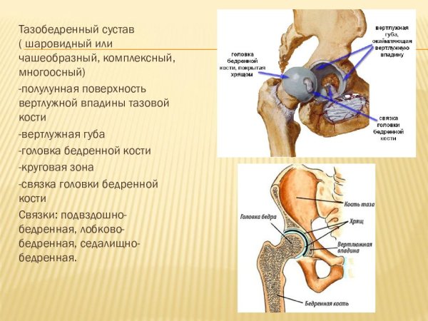 Бедренная кость Баммес