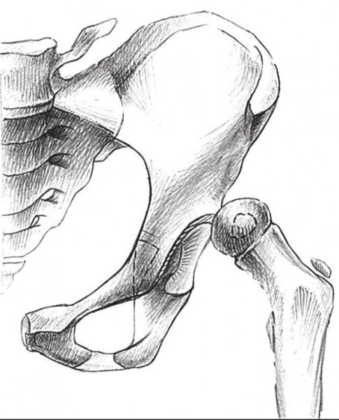 Здоровый тазобедренный сустав