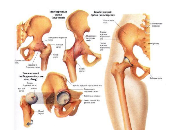 Скелет тазобедренный сустав анатомия