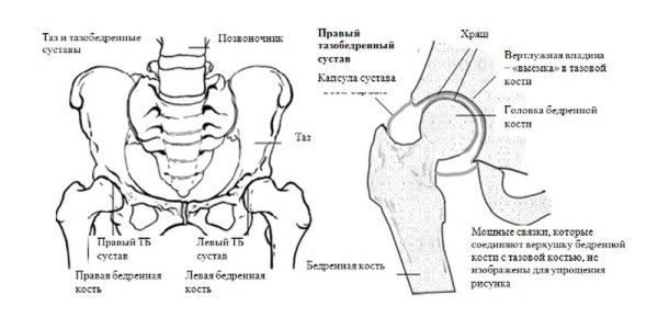 Бедренный сустав анатомия строение