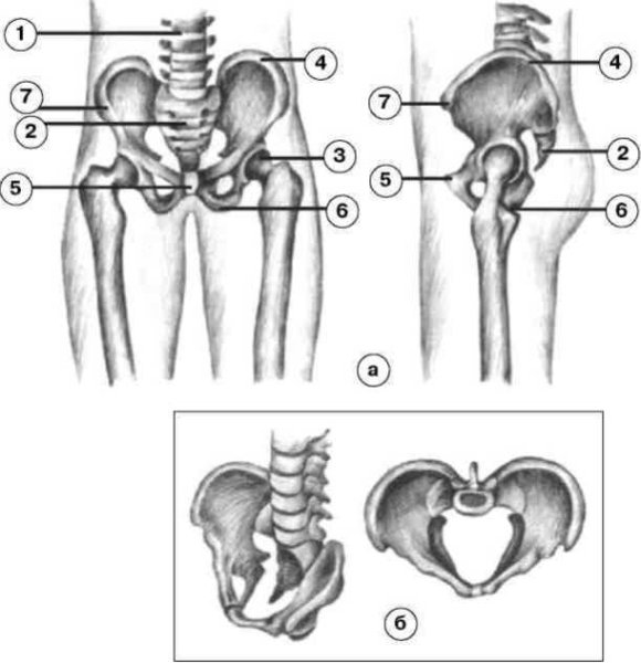 Вертельная сумка тазобедренного сустава анатомия