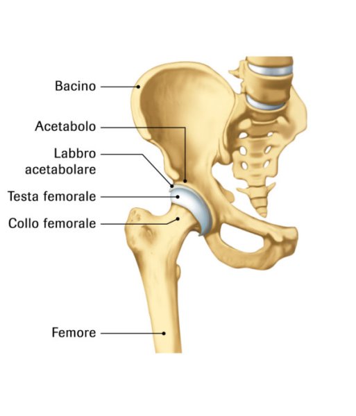 Связочный аппарат тазобедренного сустава